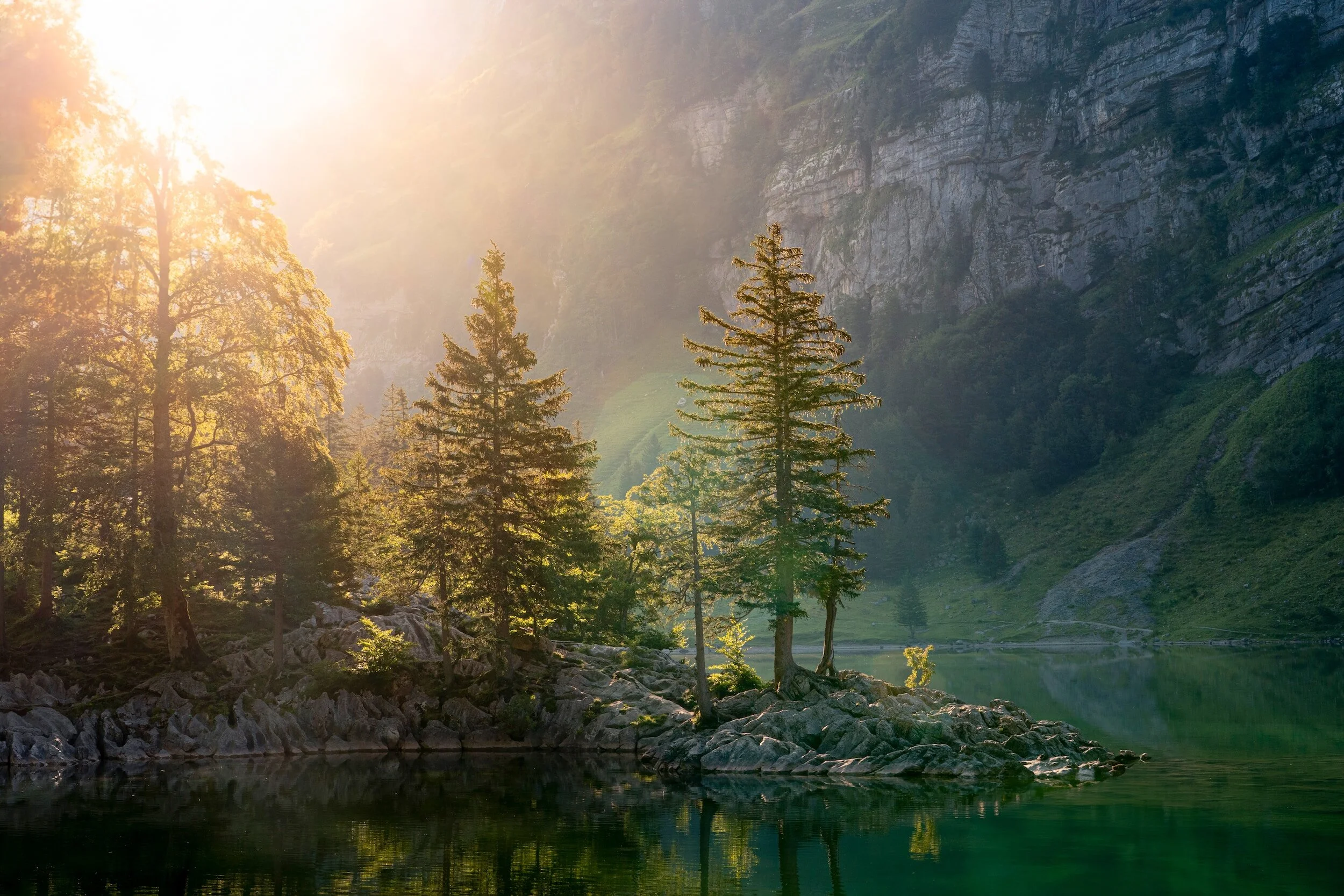 Sun shining over trees