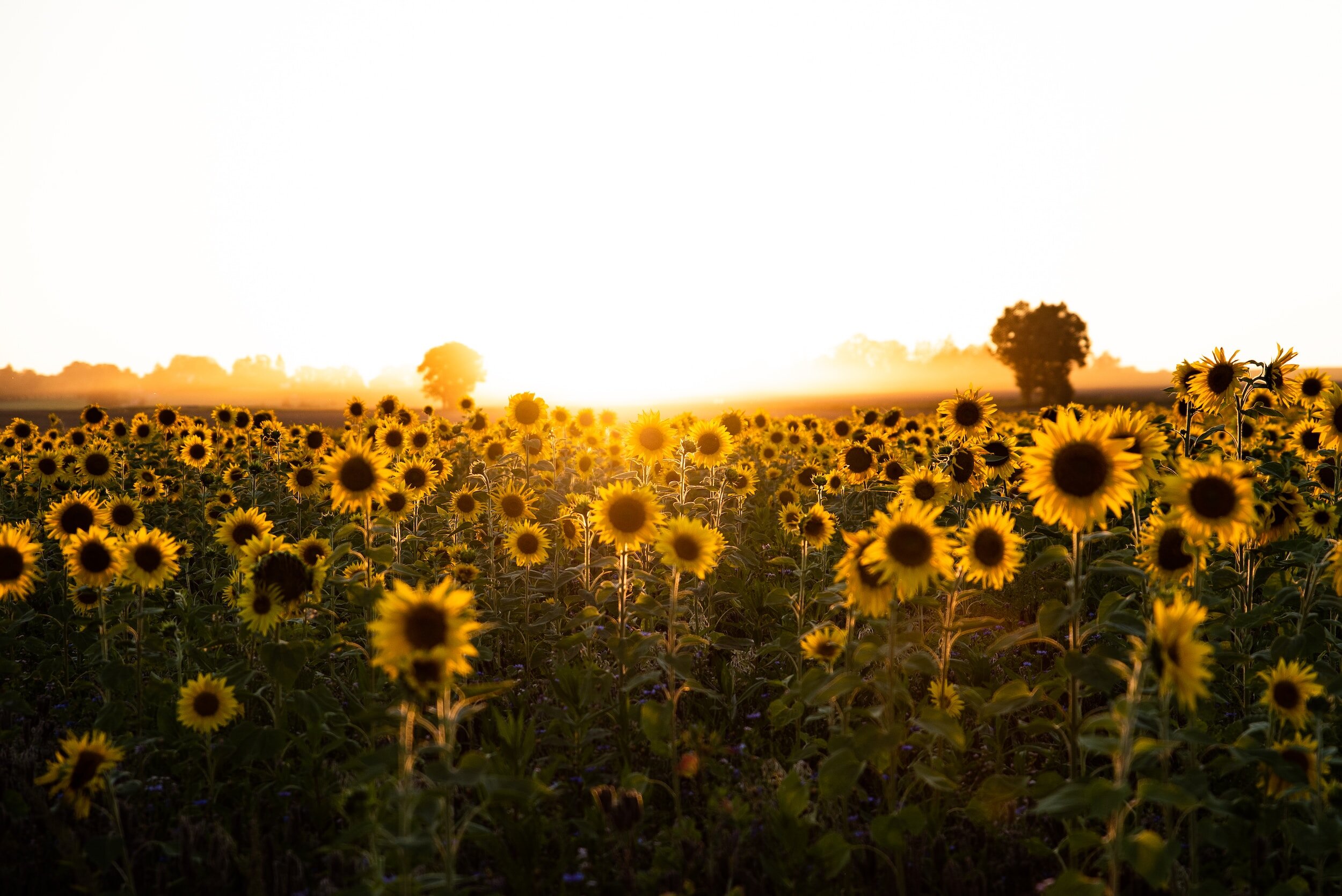 navigating postpartum illustrated with a field of sunflowers at sundown